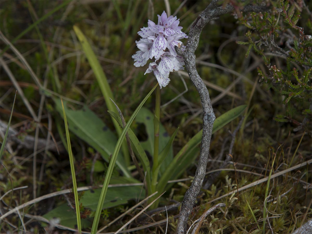 Dactylorhiza maculata